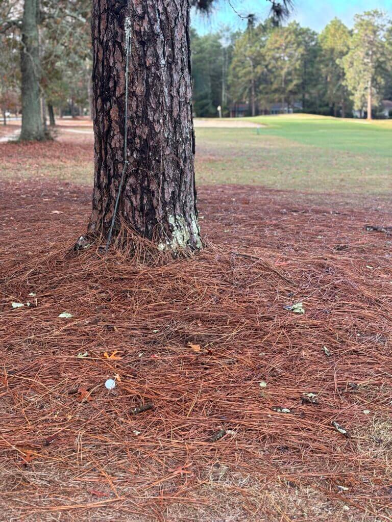 Golf ball in the rough, representing resilience and determination